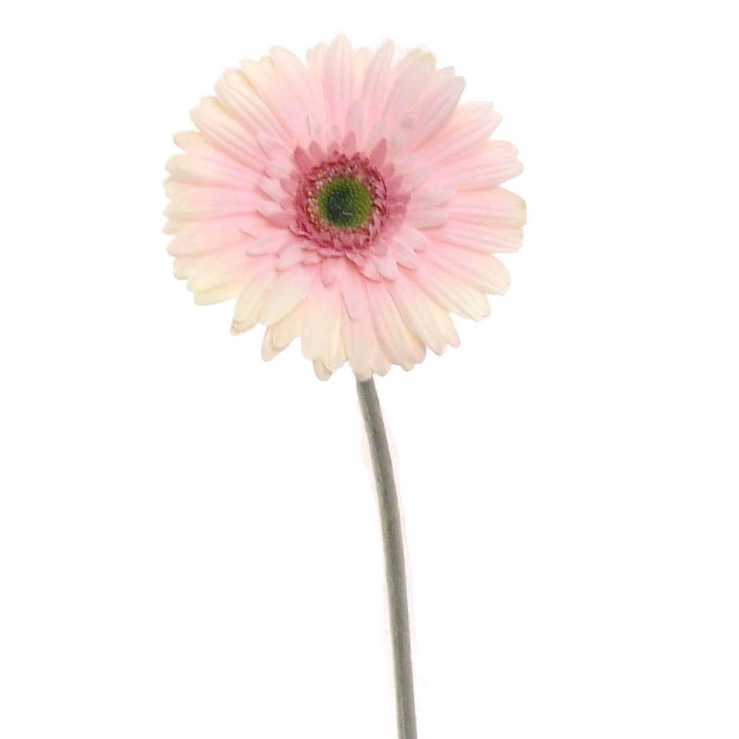 25" Gerbera Daisy Stem - Larksilk