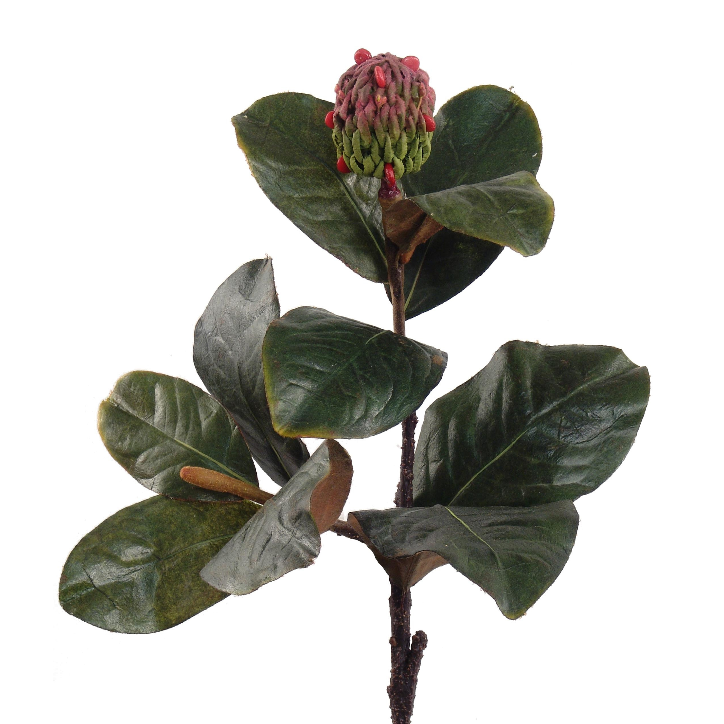 17" Magnolia Leaf Pick with Seed Pod - Larksilk