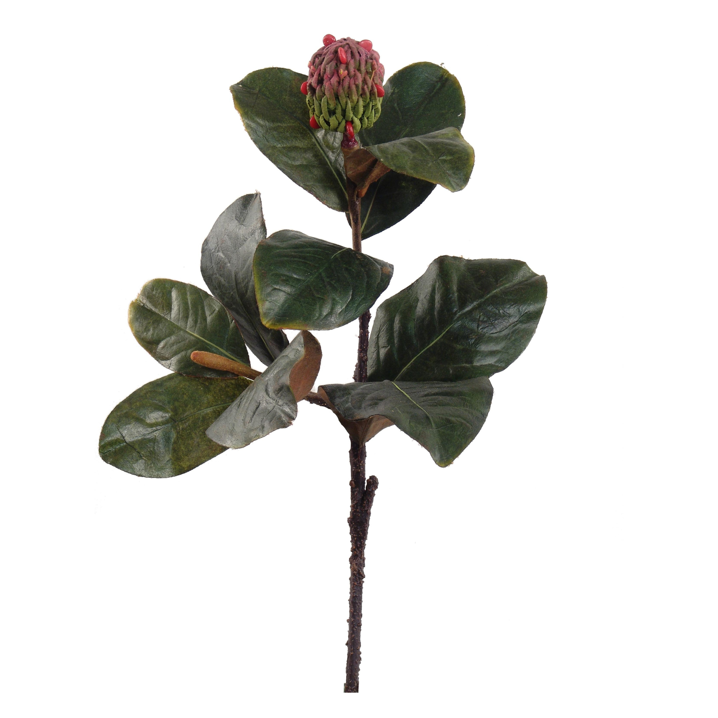 17" Magnolia Leaf Pick with Seed Pod - Larksilk