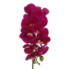 31" Phalaenopsis Orchid Stem -2025 Spring Collection - Larksilk