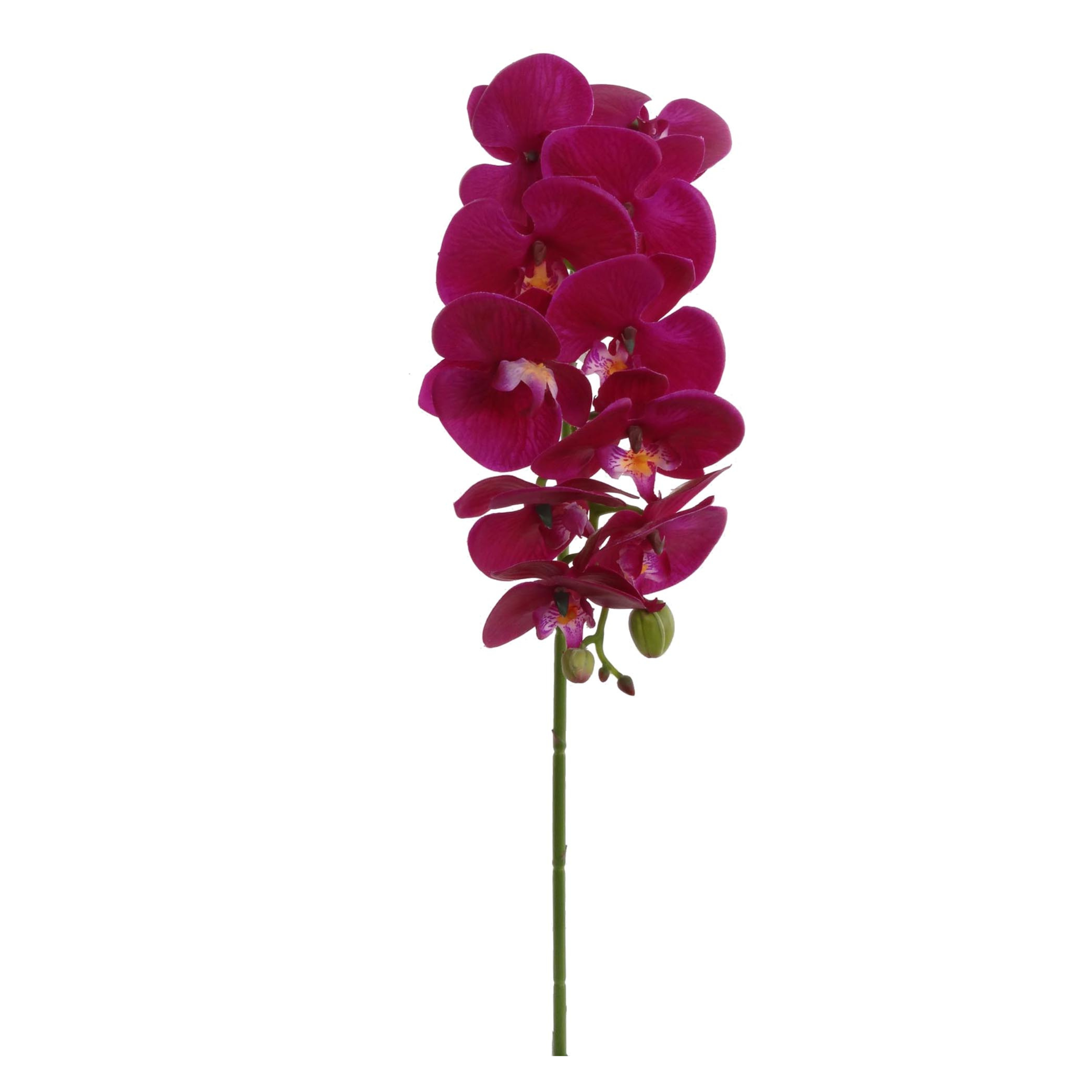 31" Phalaenopsis Orchid Stem -2025 Spring Collection - Larksilk