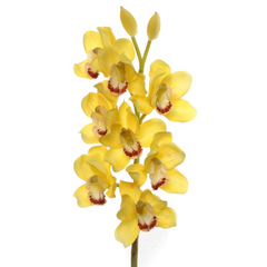 30" Cymbidium Orchid Stem - Larksilk
