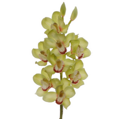 30" Cymbidium Orchid Stem - Larksilk