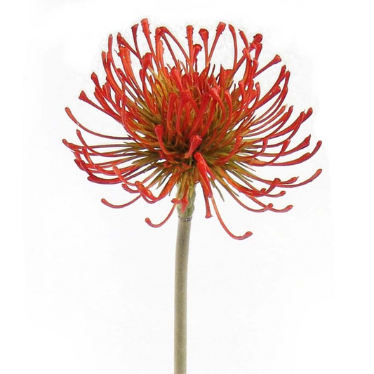 26" Protea Pincushion Stem - Larksilk
