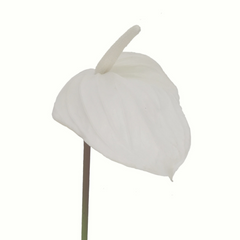 29" Anthurium - Larksilk