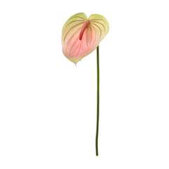 29" Anthurium - Larksilk
