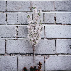 Cherry Blossom Branch Spray - 52" - Larksilk
