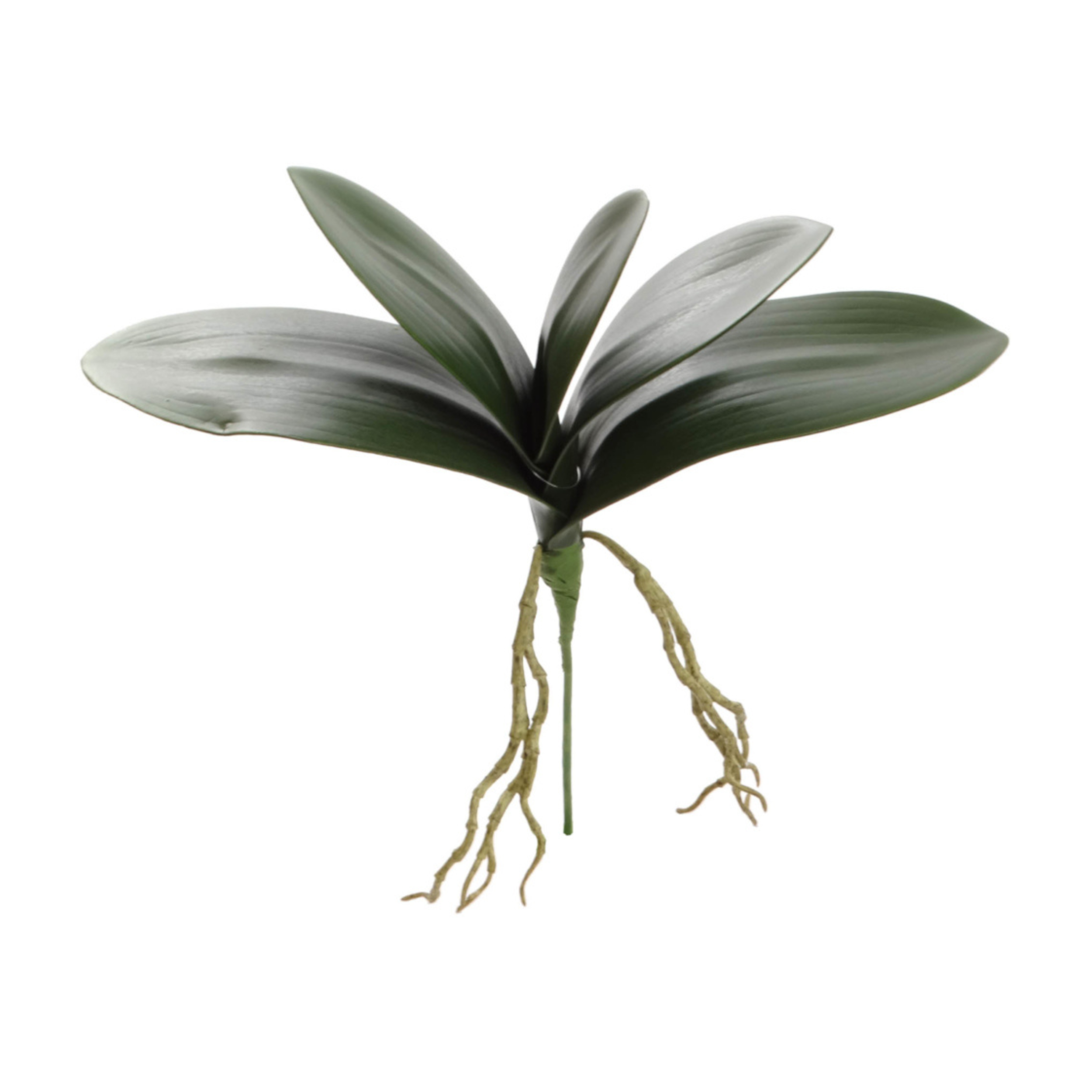 14" Phalaenopsis Leaf Cluster - Larksilk