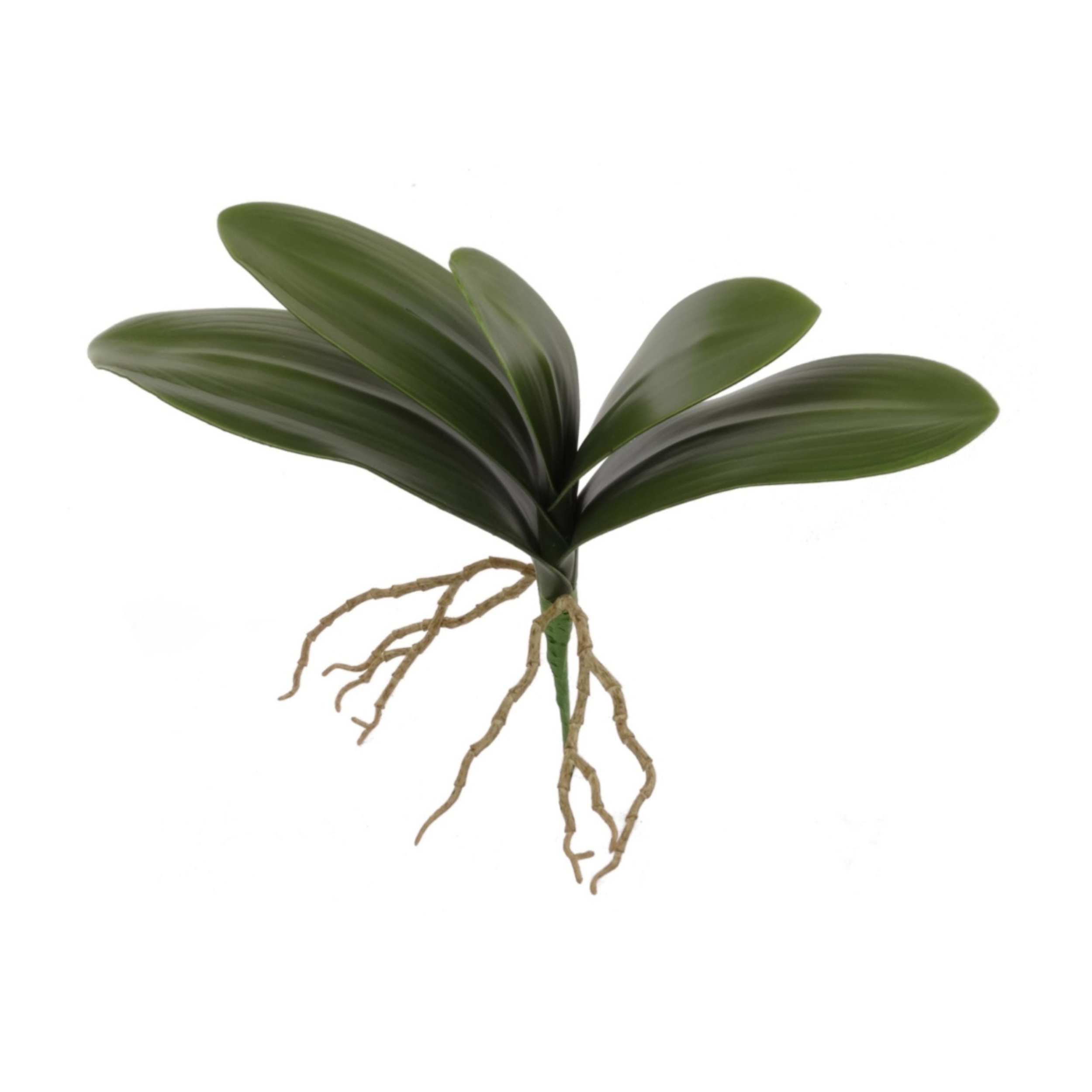 15" Phalaenopsis Leaf Cluster - Larksilk