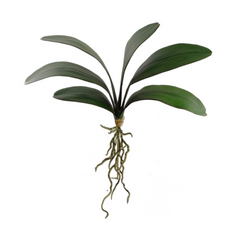 21" Phalaenopsis Leaf Cluster - Larksilk