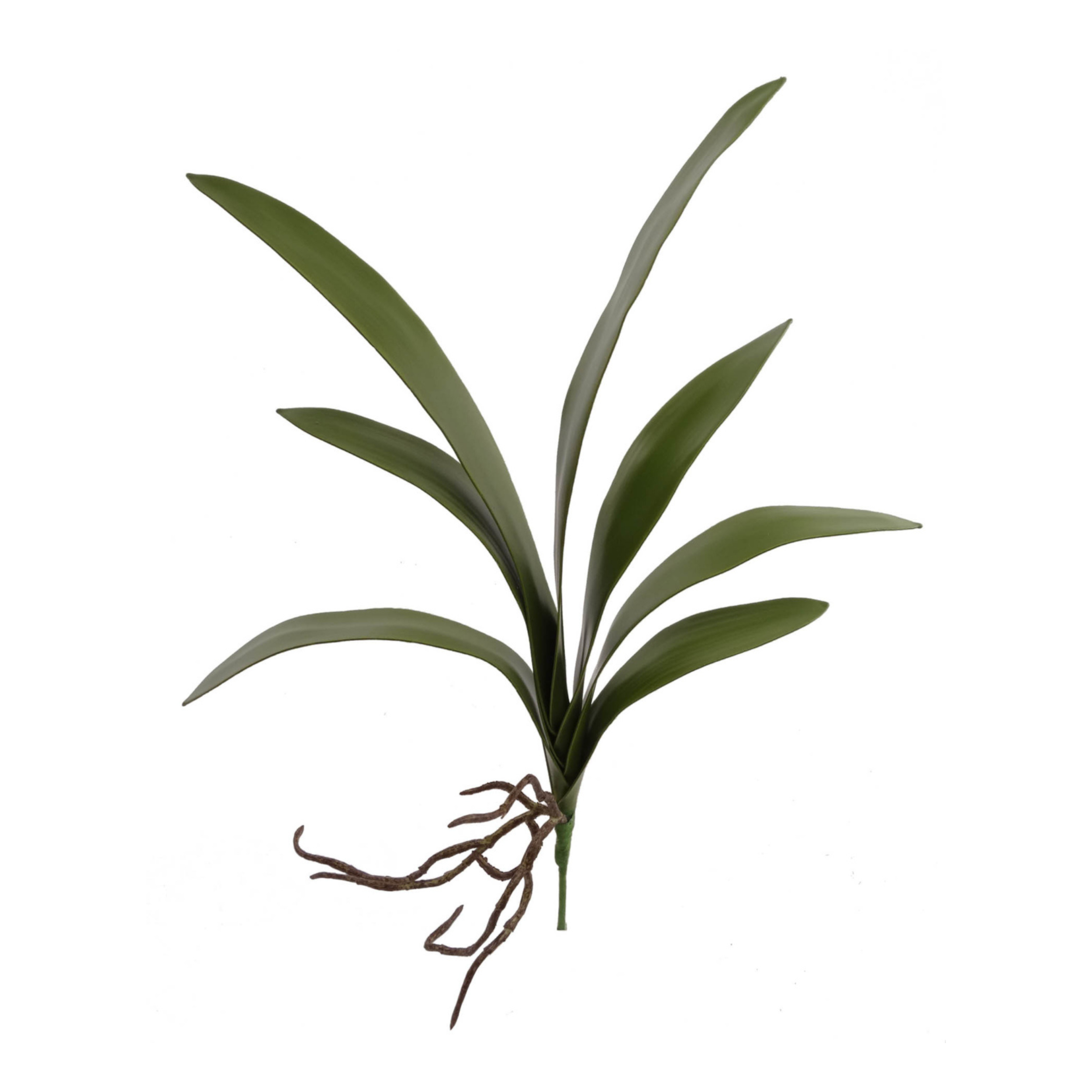 20" Cymbidium Leaf Cluster - Larksilk