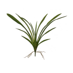 26" Cymbidium Leaf Cluster - Larksilk