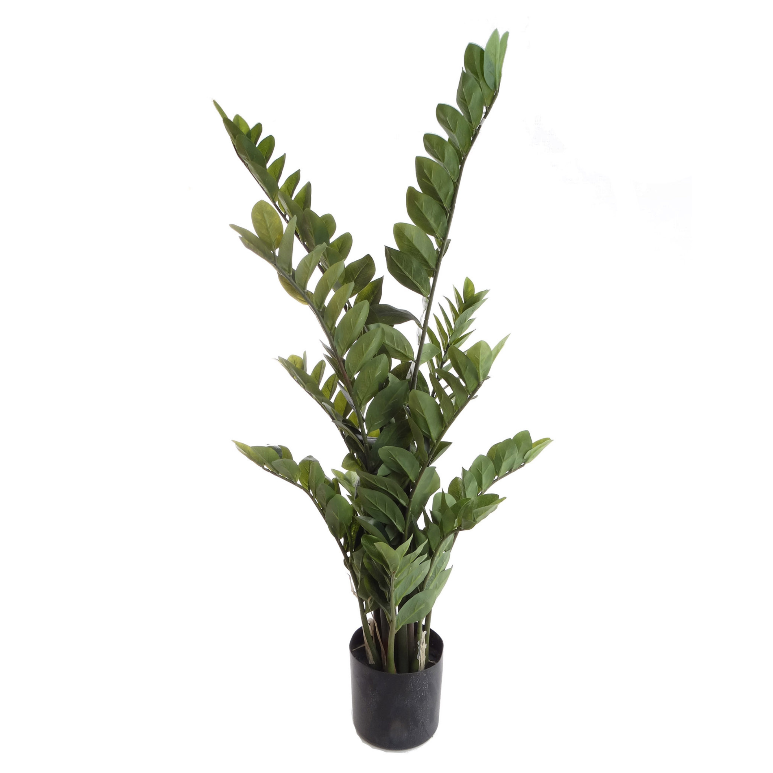 3.5ft Zamifolia Plant in Black Pot - Larksilk