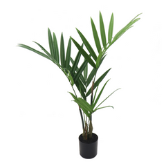 3ft Kentia Palm Plant in Black Pot (38LVS) - Larksilk