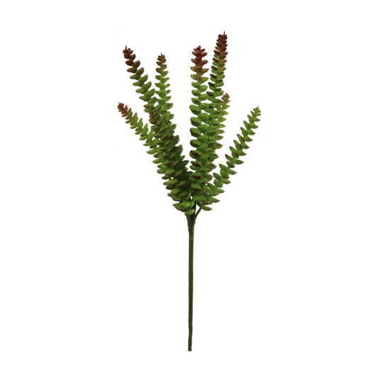 14" Crassula Succulent Plant