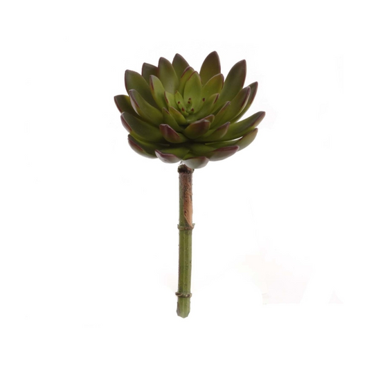 9" Echeveria Pulidonis Plant