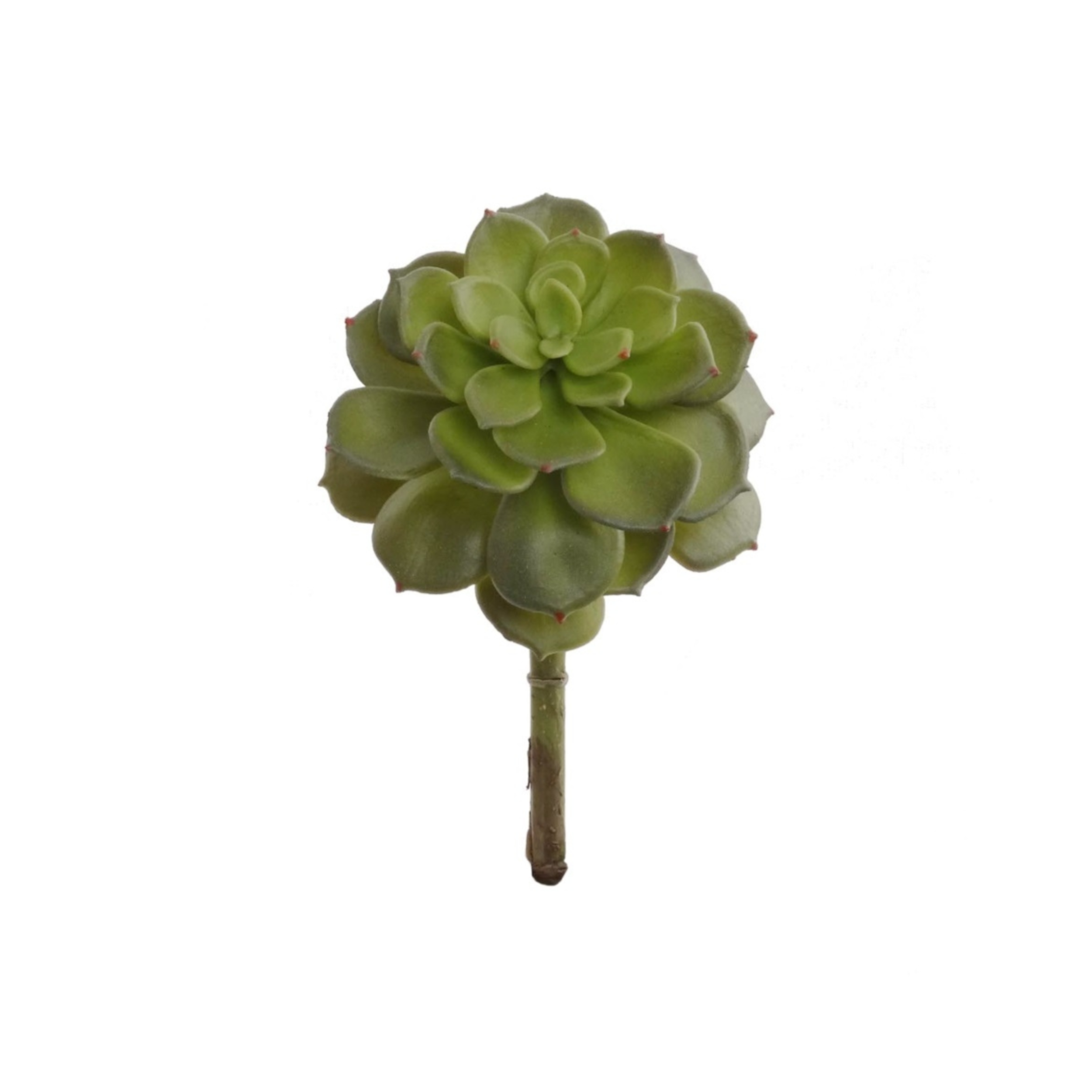 8" Echeveria Succulent Plant - Larksilk