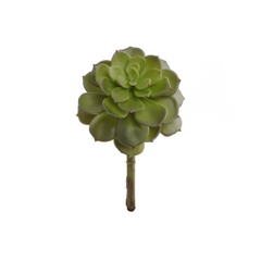 8" Echeveria Succulent Plant - Larksilk