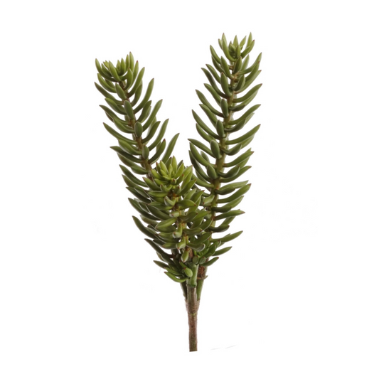 20" Sedum Succulent Plant