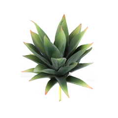 6" Aloe Succulent Plant - Larksilk