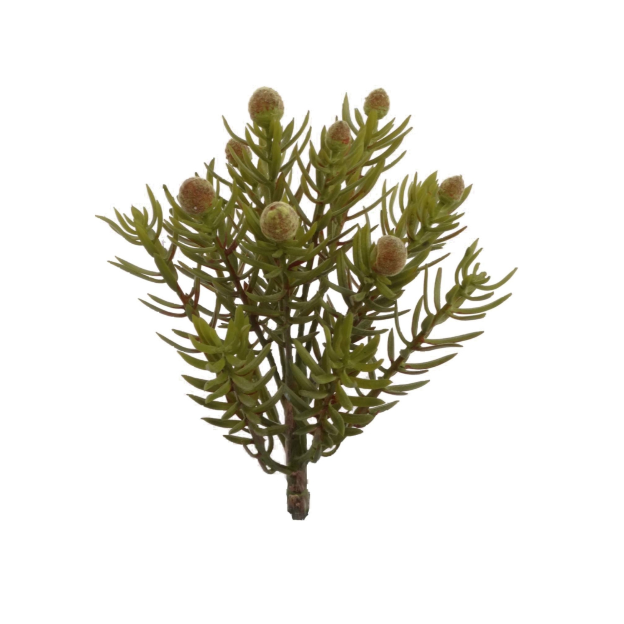 7" Senecio Succulent Plant - Larksilk