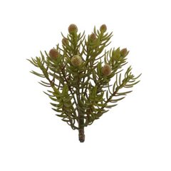 7" Senecio Succulent Plant - Larksilk