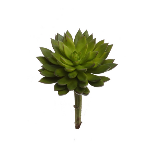 8" Sedum Succulent Plant