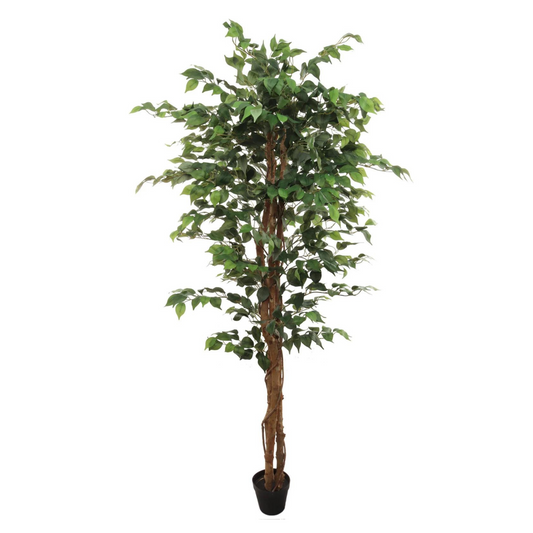 6ft Ficus Tree in Pot w/ 1008 Silk Leaves