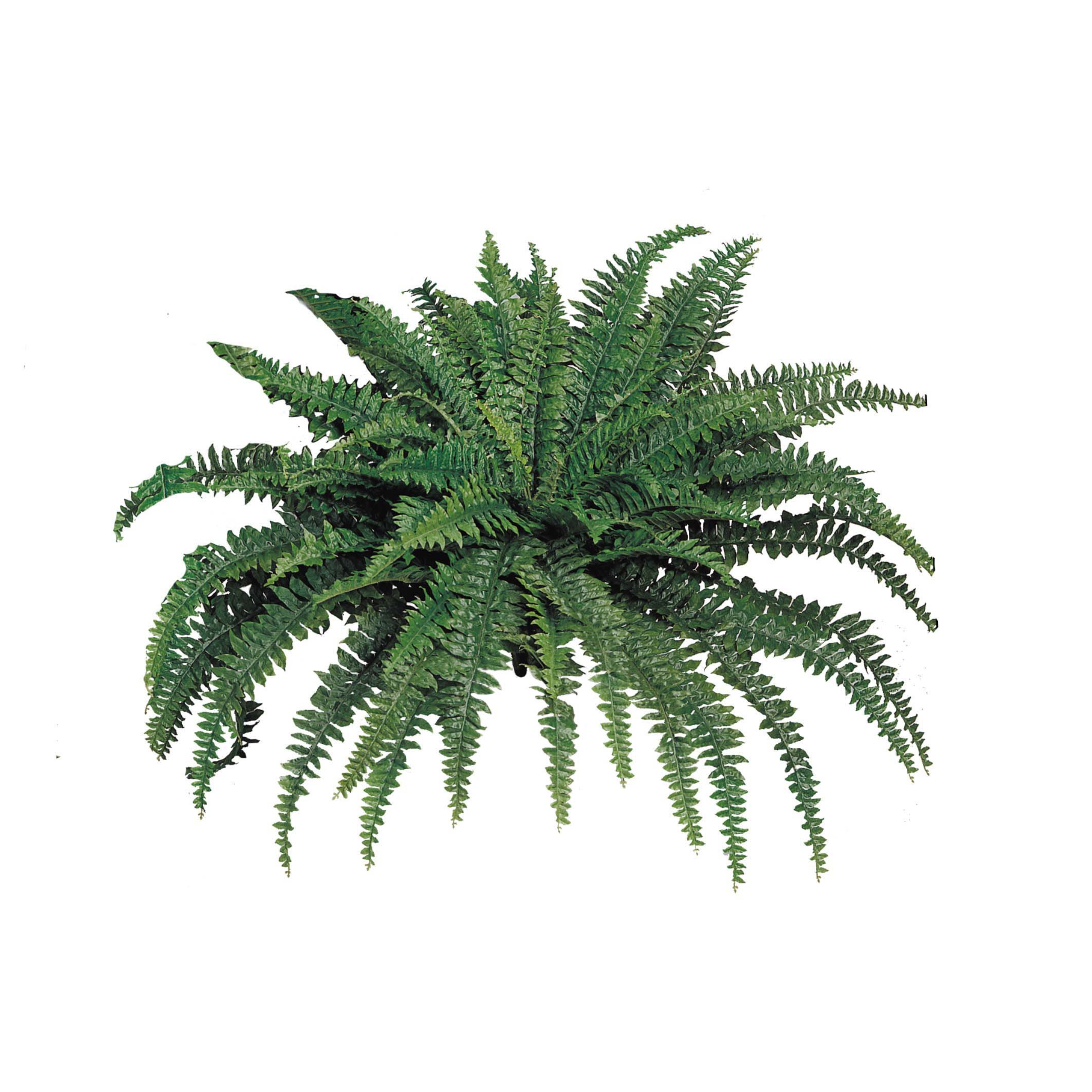 Boston Fern Plant w/ 88 Silk Fronds - 48" Wide - Larksilk