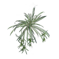 Spider Fern Plant w/ 60 Silk Fronds - 32" Wide - Larksilk