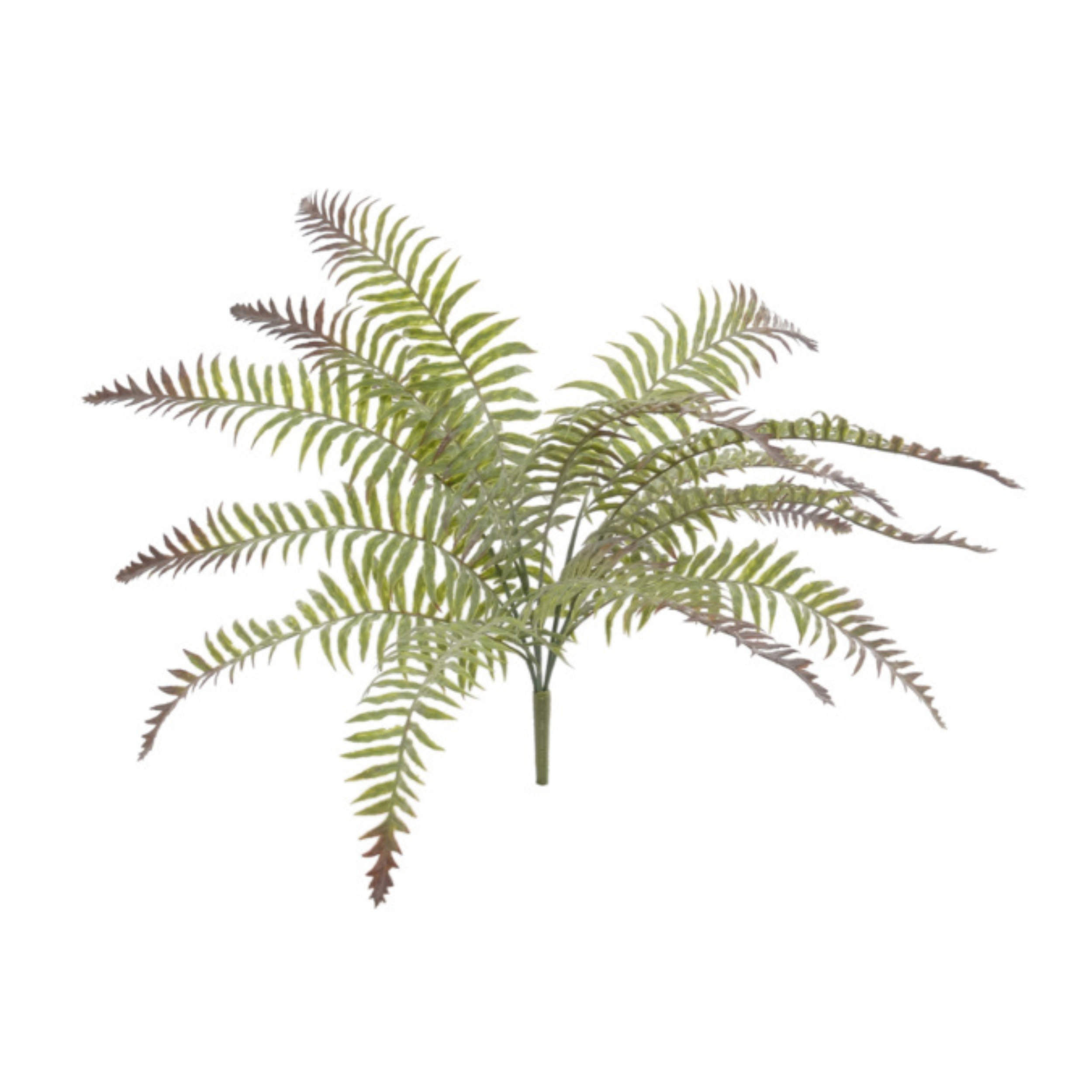 20" Frost River Fern Plant - Larksilk