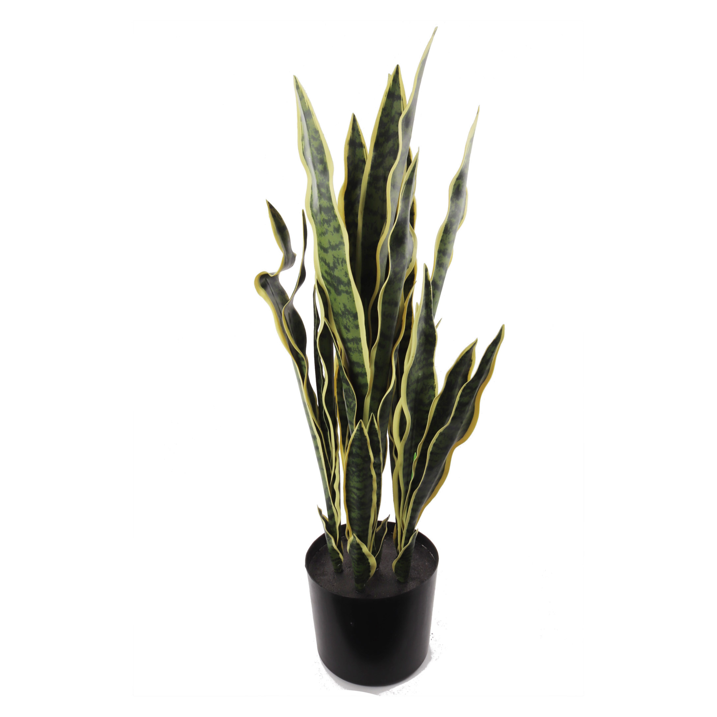 3ft Snake Plant in Black Pot - Larksilk