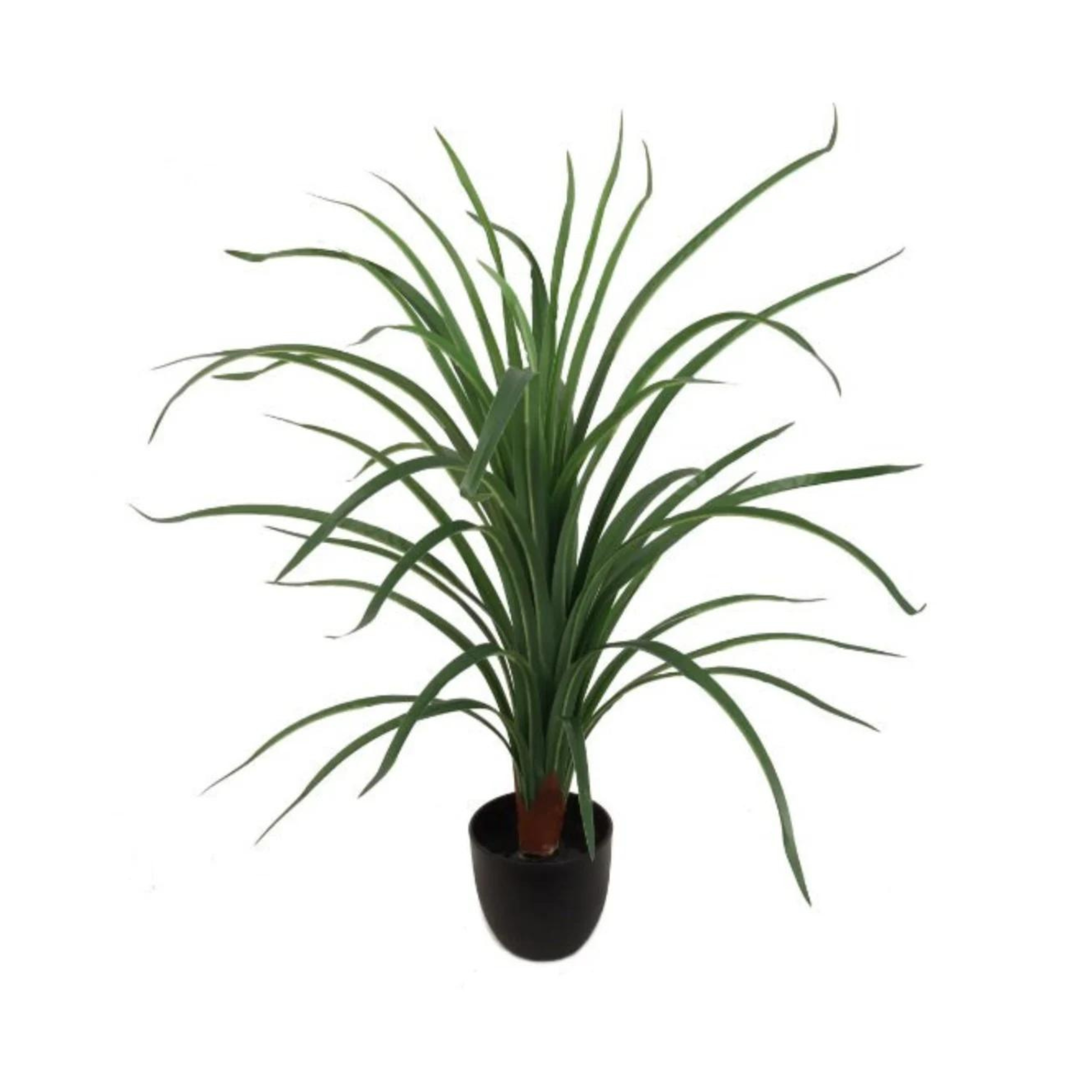 28" Dracaena Plant in Black Pot - Larksilk