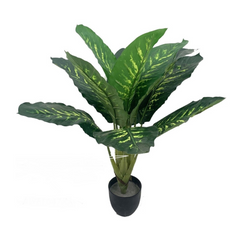 32" Dieffenbachia Plant in Black Pot - Larksilk