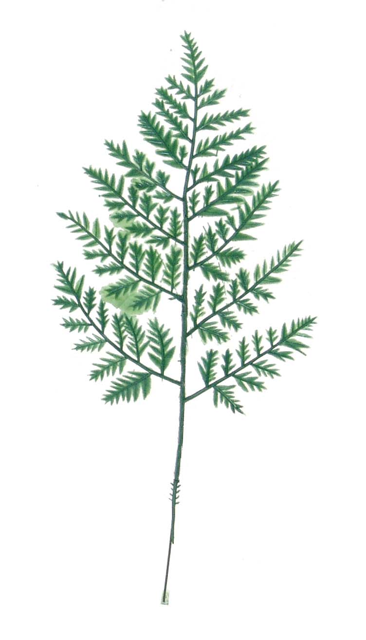 11" LEATHER LEAF 2024 Christmas Collection - Larksilk