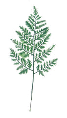 11" LEATHER LEAF 2024 Christmas Collection - Larksilk