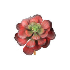 6.5" Crassulaceae Succulent Plant - Larksilk