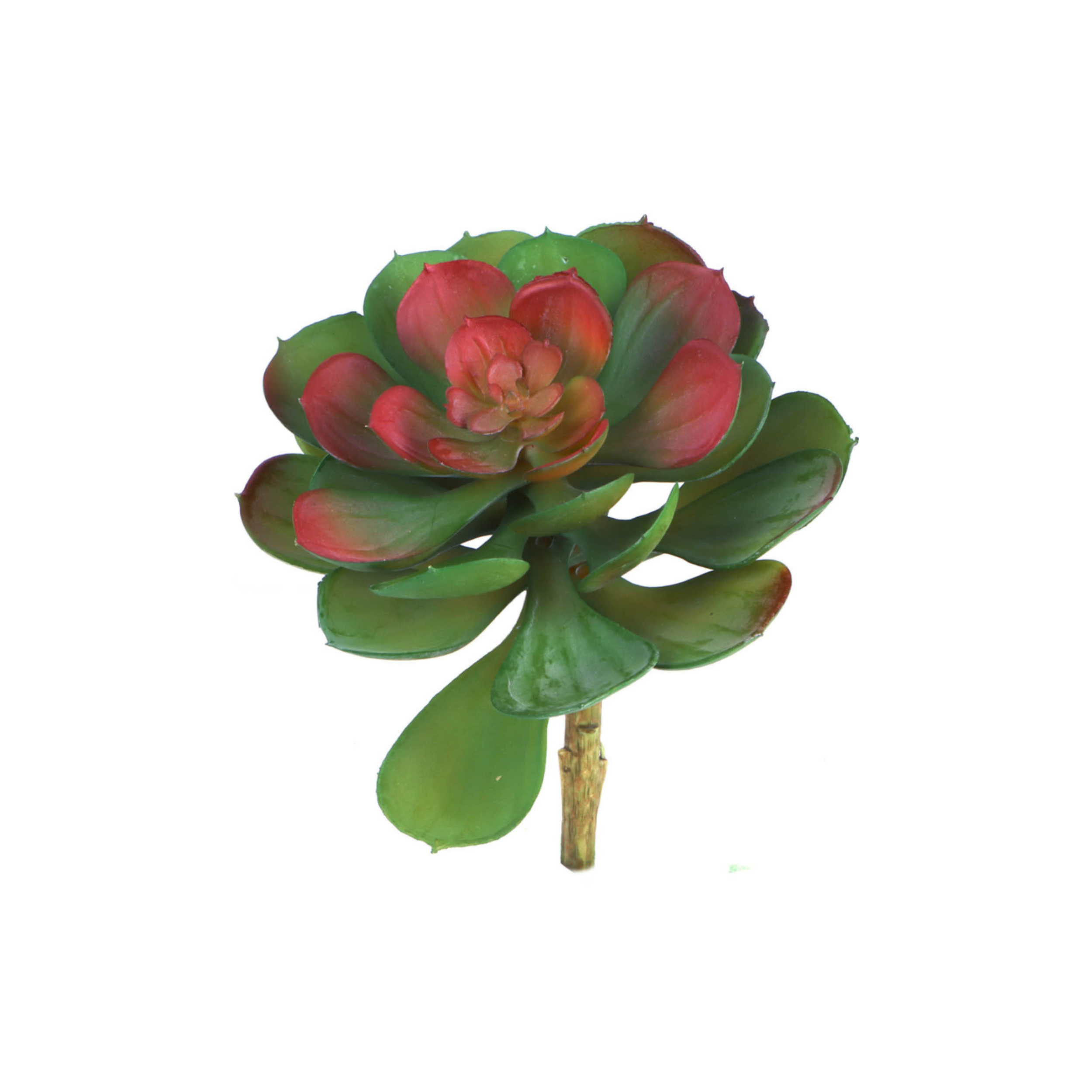 6.5" Crassulaceae Succulent Plant - Larksilk