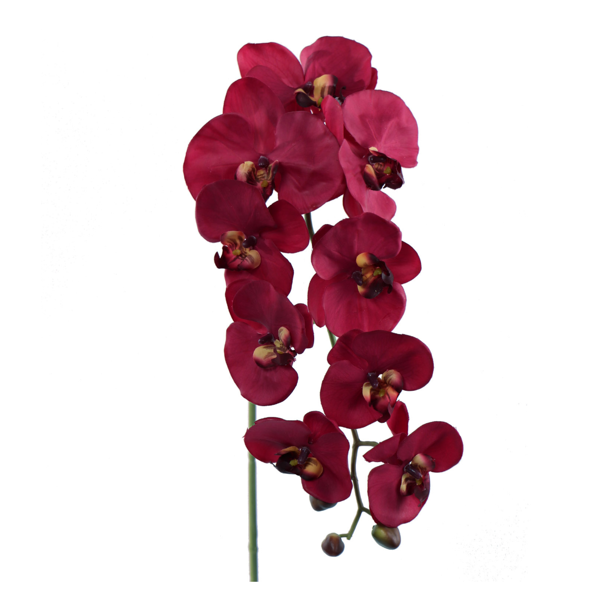 33.5" Phalaenopsis Orchid Stem - Larksilk