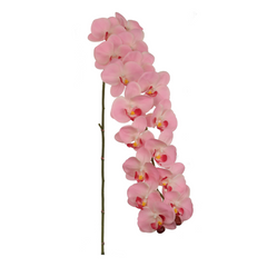 49" Phalaenopsis Orchid Stem