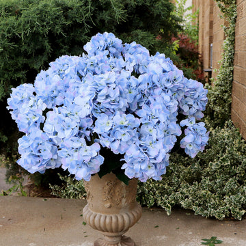 Hydrangeas