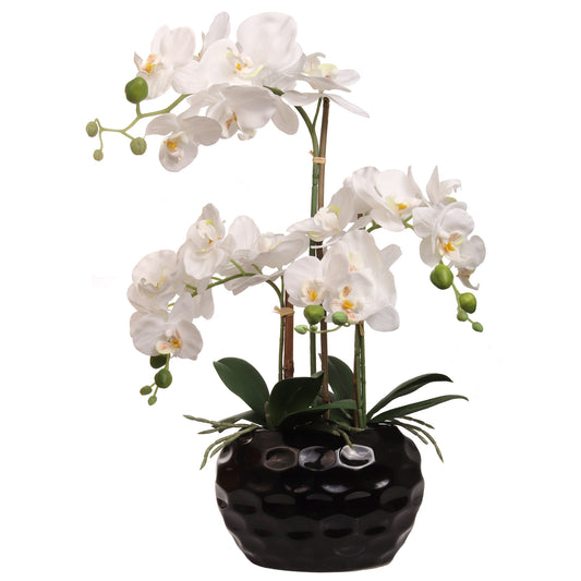 White Phalaenopsis Orchid Arrangement in Ceramic Vase - 20"