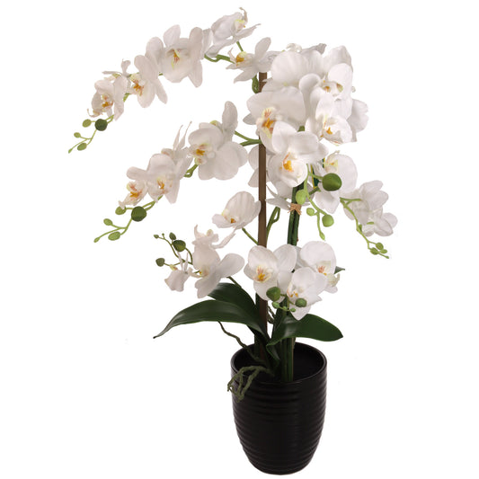 White Phalaenopsis Orchid Arrangement in Black Ceramic Vase - 22"