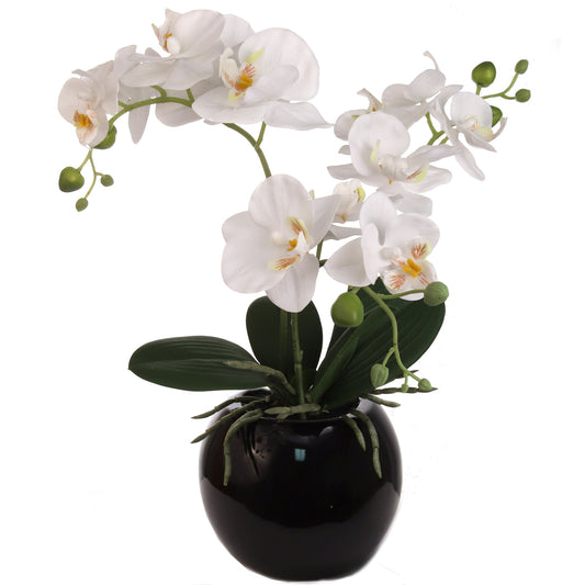 White Phalaenopsis Orchid Arrangement in Black Ceramic Vase - 13"