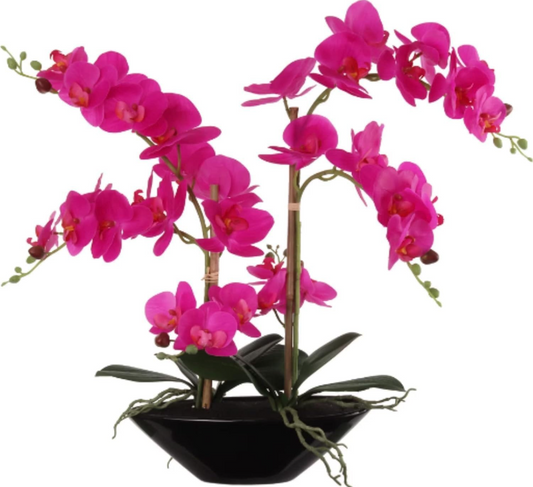 21"X20"FS PHALX6 11" BOAT - Fuchsia
