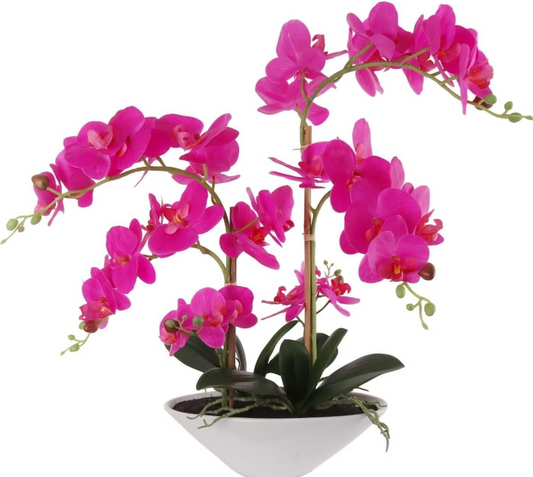 21"X20"FS PHALX6 11" BOAT - Fuschia