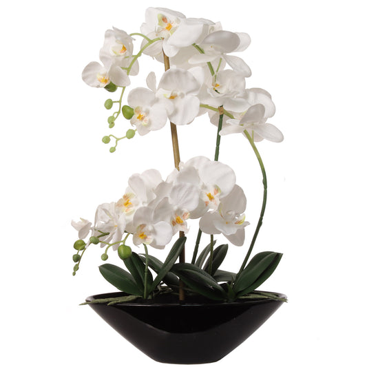 White Phalaenopsis Orchid Arrangement in Black Ceramic Vase - 19"