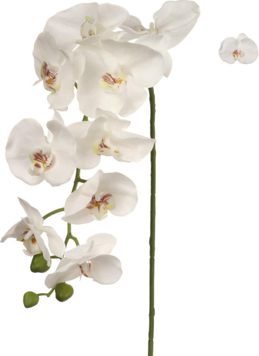 49" PHALAENOPSIS W/16 FLS - WHITE