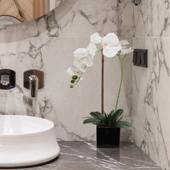 Elegant White Phalaenopsis Orchid in 5" Black Cubed Pot,  Floral Accent Ideal for Home, Office, and Event Decor - Larksilk