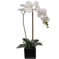 Elegant White Phalaenopsis Orchid in 5" Black Cubed Pot,  Floral Accent Ideal for Home, Office, and Event Decor - Larksilk